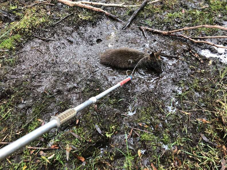 Wallaby getting saved from quicksand in Australia