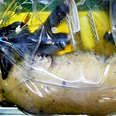 Scientists Grew A Lamb In a Bag... Wait What?
