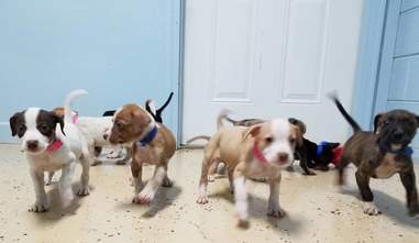 avenger puppies marvel