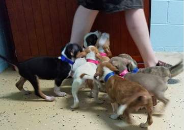puppy avengers marvel adopt