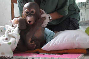 Watch This Baby Orangutan Fall In Love With The World
