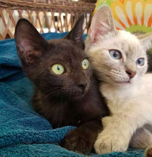 Bonded cats at Florida foster home