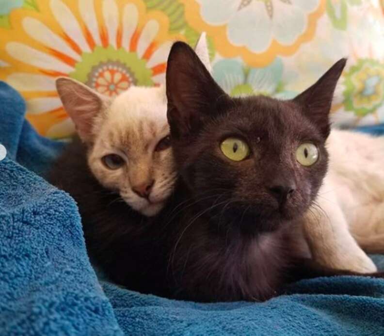 Bonded homeless cats at foster home
