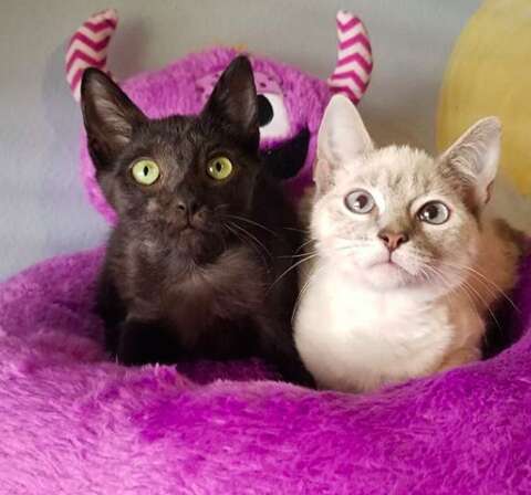Bonded foster cats at Florida foster home