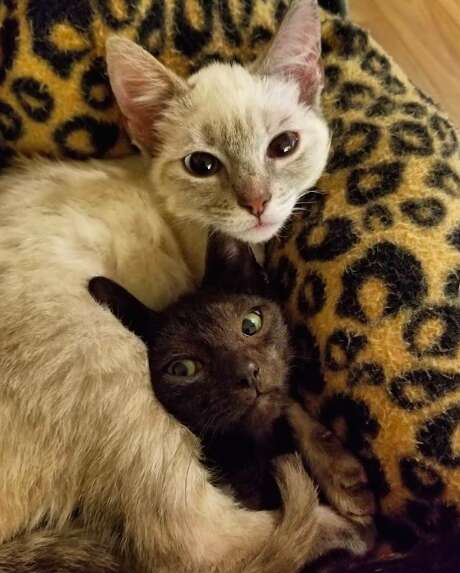 Bonded foster cats in Florida