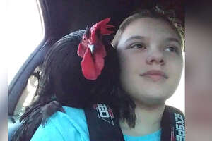 A Day In The Life Of A Girl And Her Rooster Best Friend