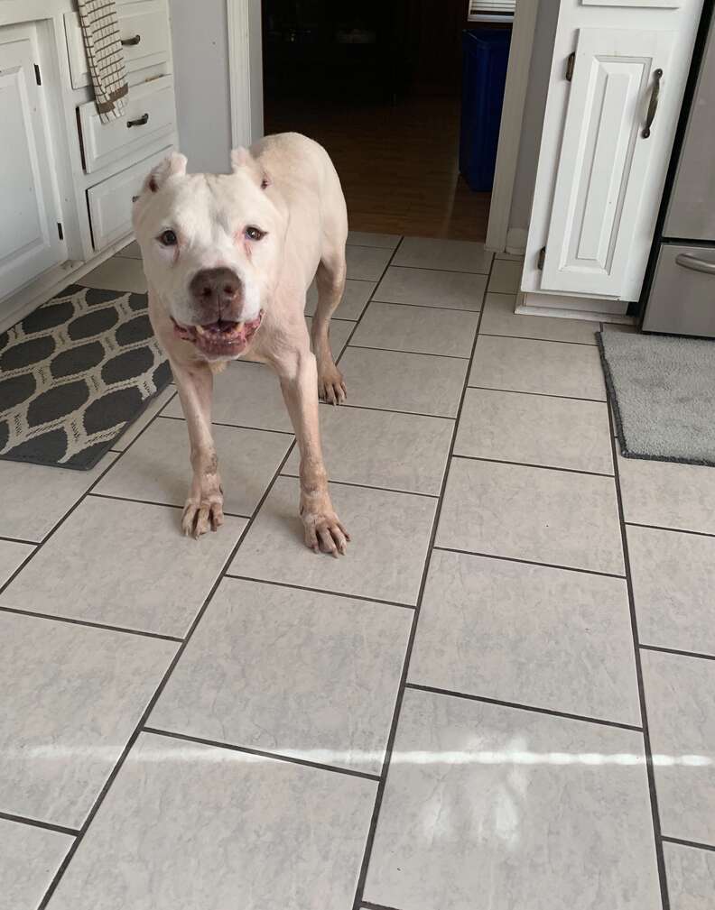 mailman rescues dog