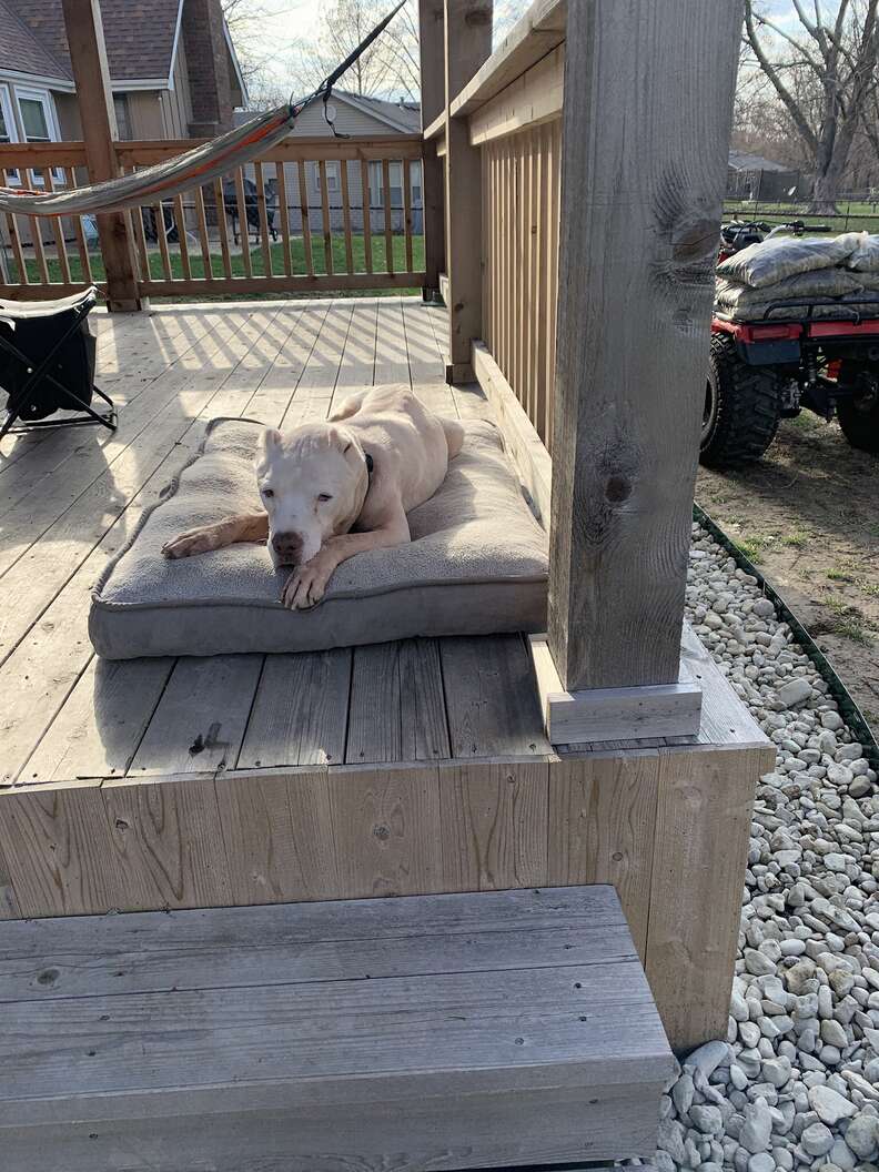 mailman rescues dog