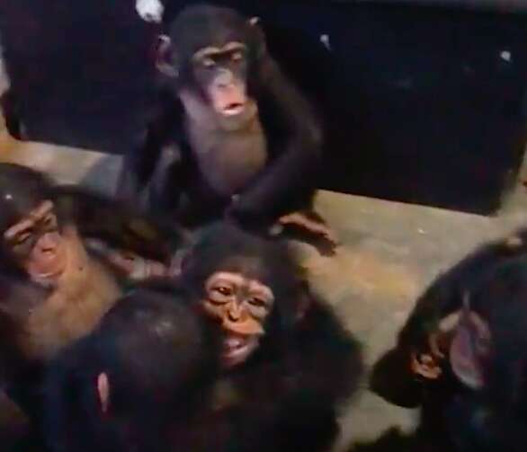 Rescued chimp getting hugged by new family at Liberia sanctuary