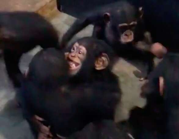Chimps hugging newest member of the sanctuary