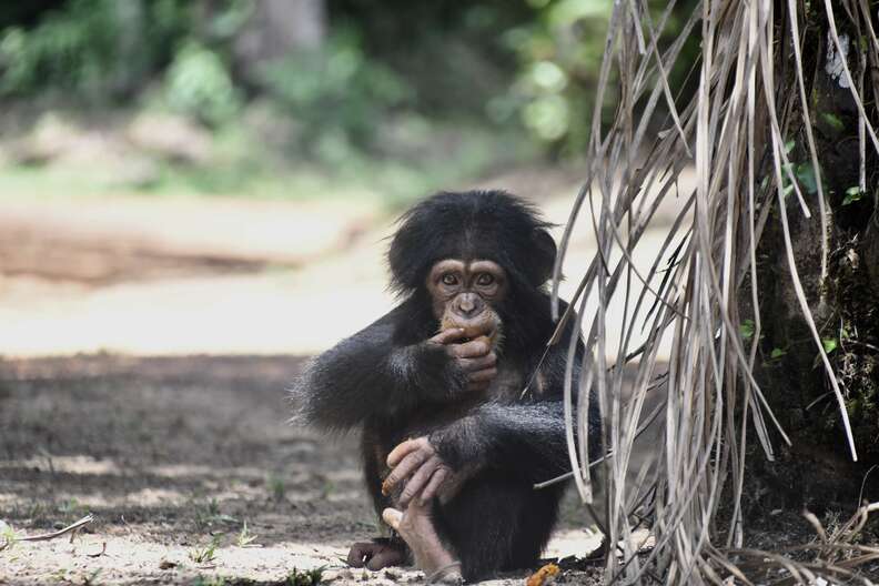 Baby chimp arriving at sanctuary