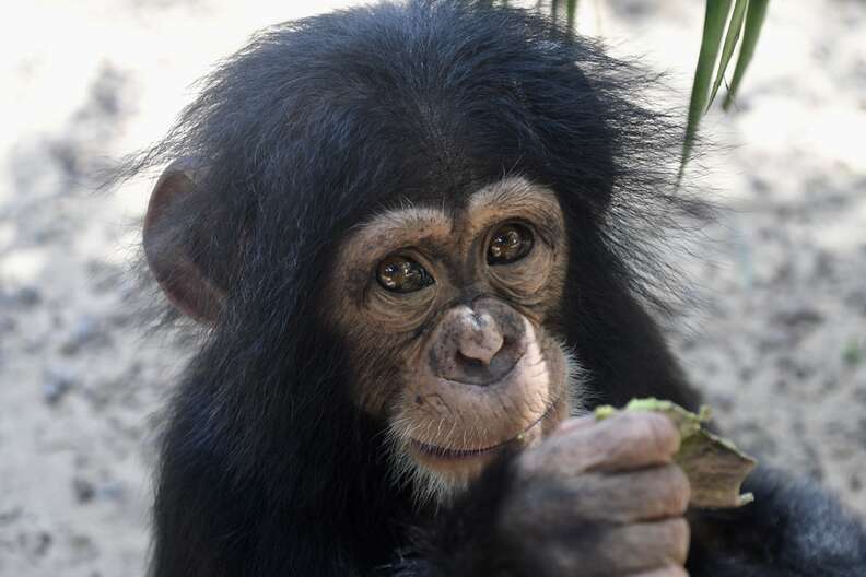 Rescued baby chimp at sanctuary