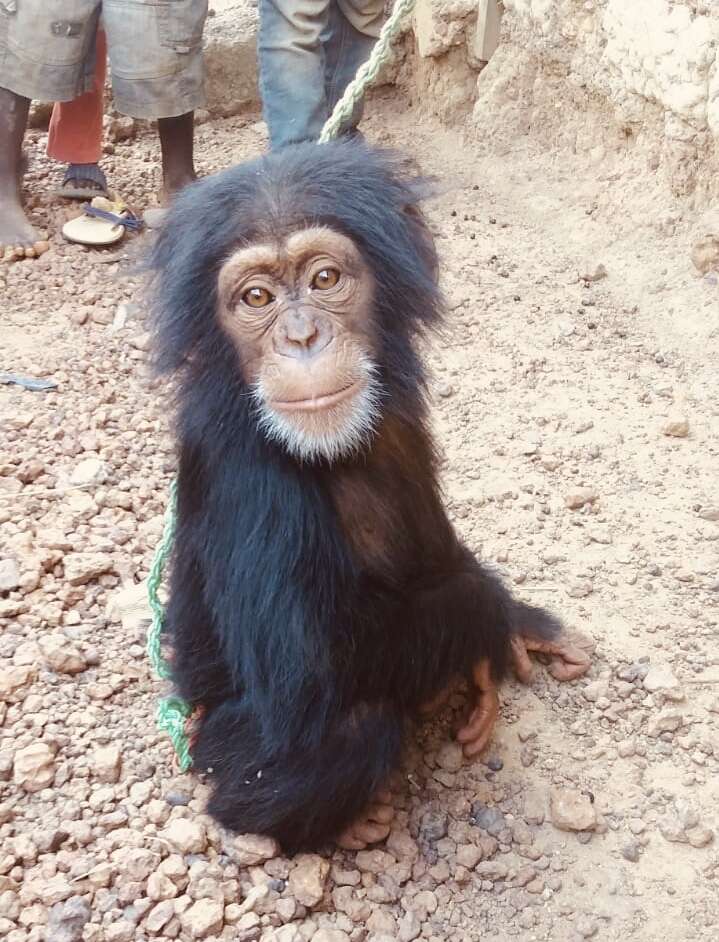Baby chimp saved from being a pet in Liberia