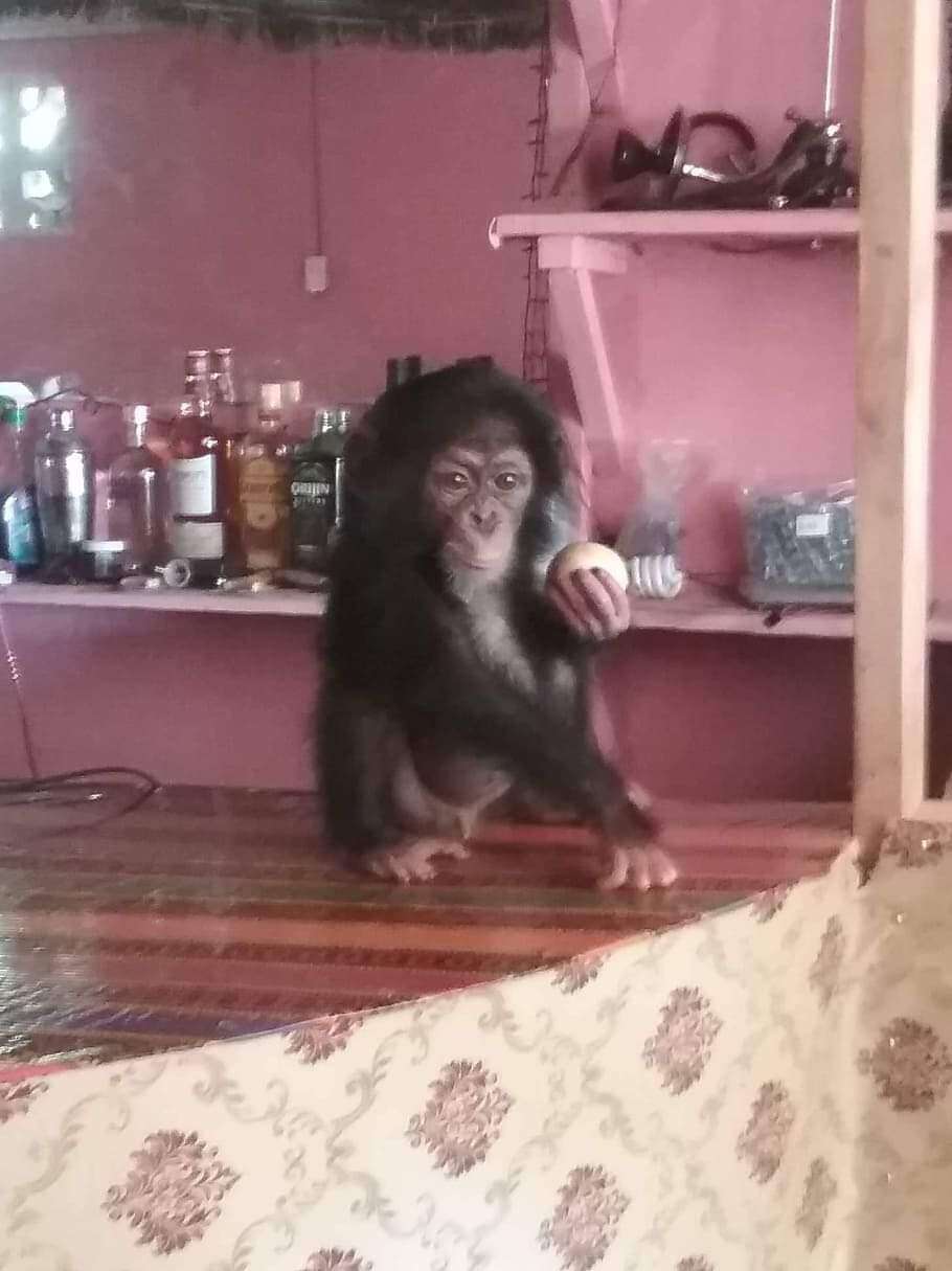 Kidnapped baby chimpanzee living at bar in Liberia