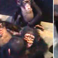 Rescued baby chimps hugging newest friend at sanctuary