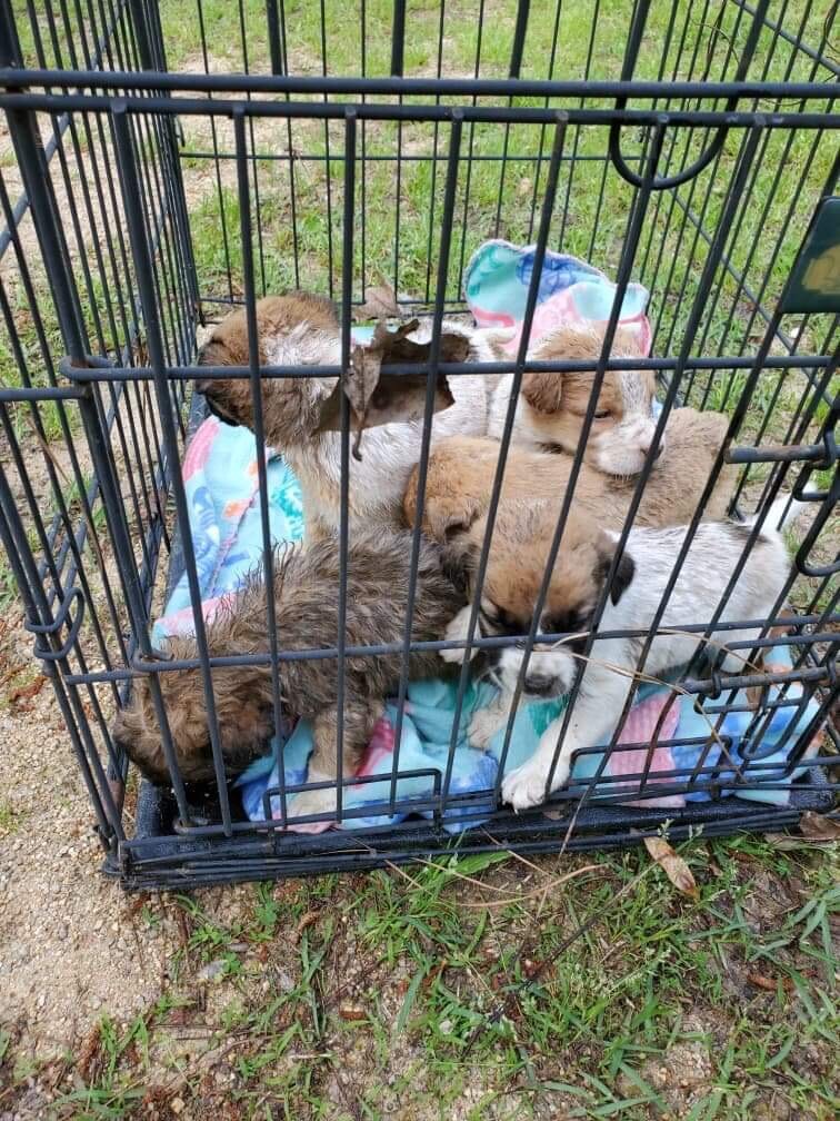 Tiny Puppies Found Abandoned In A Bin - The Dodo