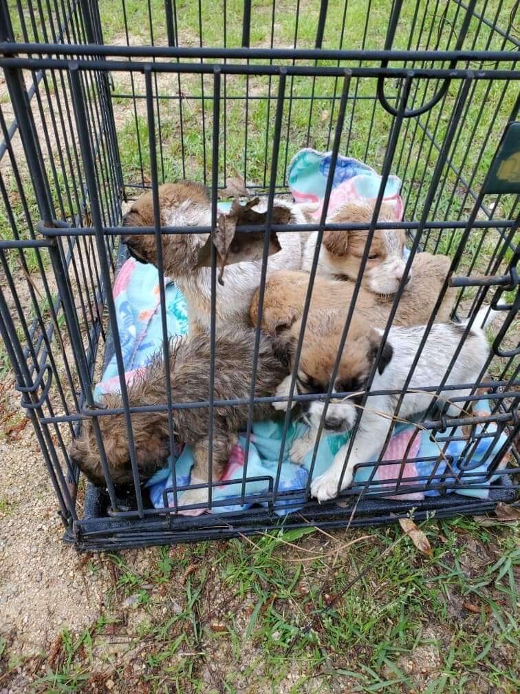 puppies abandoned in a bin