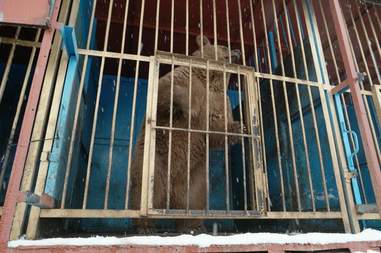 bear rescue armenia