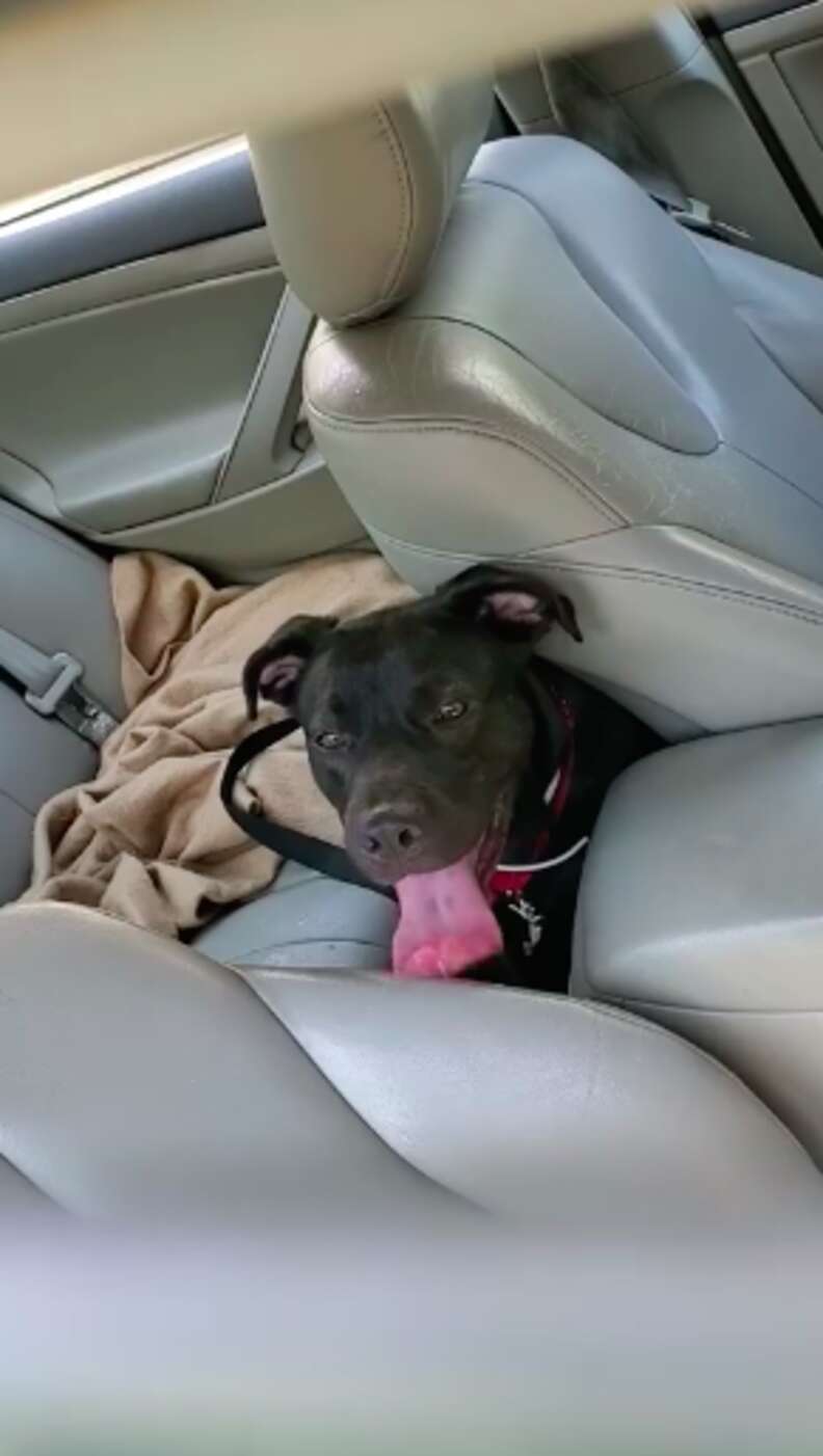 Black lap puppy trapped in hot car