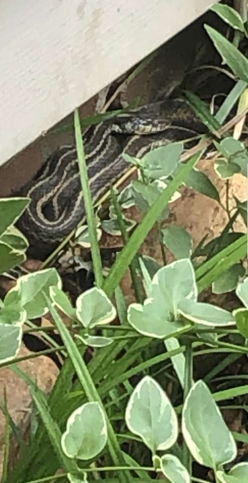 snakes on deck