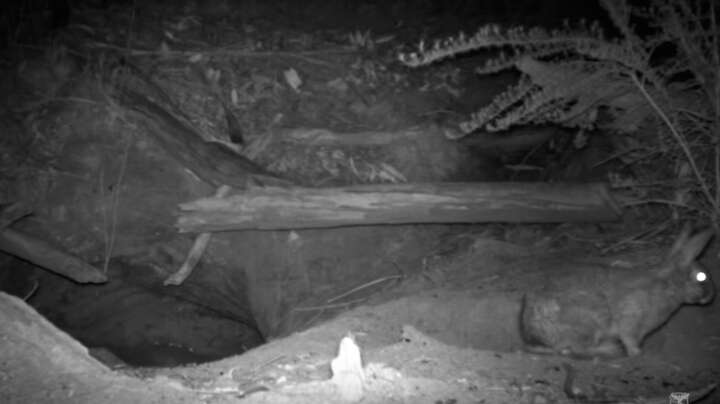 Rabbit near wombat burrow in Australia