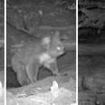 Wombat, koala and rabbit emerging from same nest in hidden camera footage