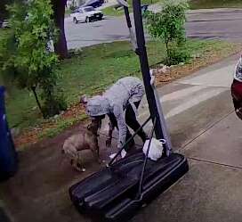 Doorbell Video Captures Heartbreaking Moment Dog Is Abandoned - The Dodo