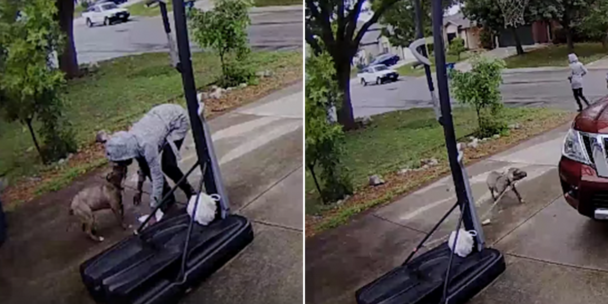 Doorbell Video Captures Heartbreaking Moment Dog Is Abandoned - The Dodo