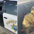 Cop 'Arrests' A Lost Little Animal For Trespassing On Freeway