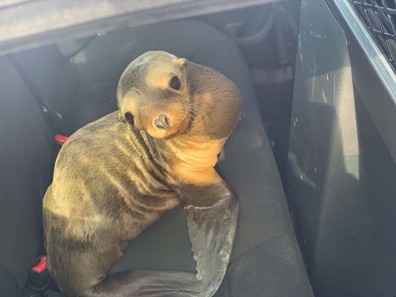 Sea lion found on US-101 freeway