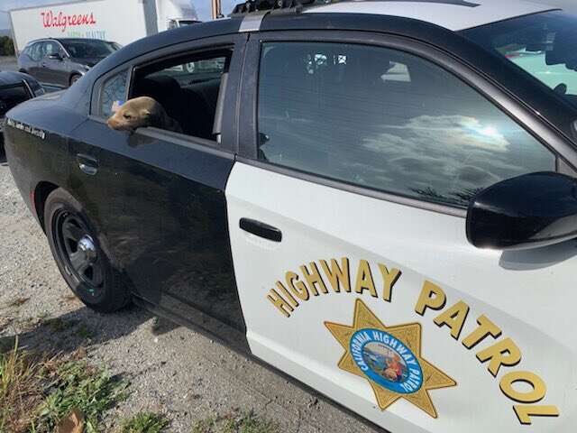 Sea lion arrested for holding up traffic