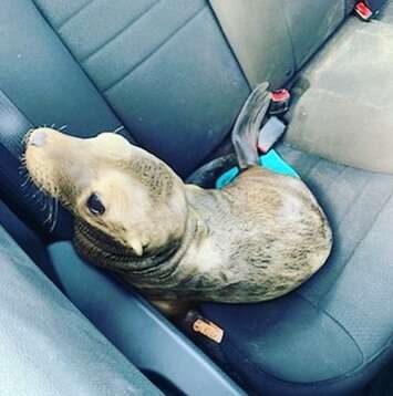Sea lion in the back of patrol car