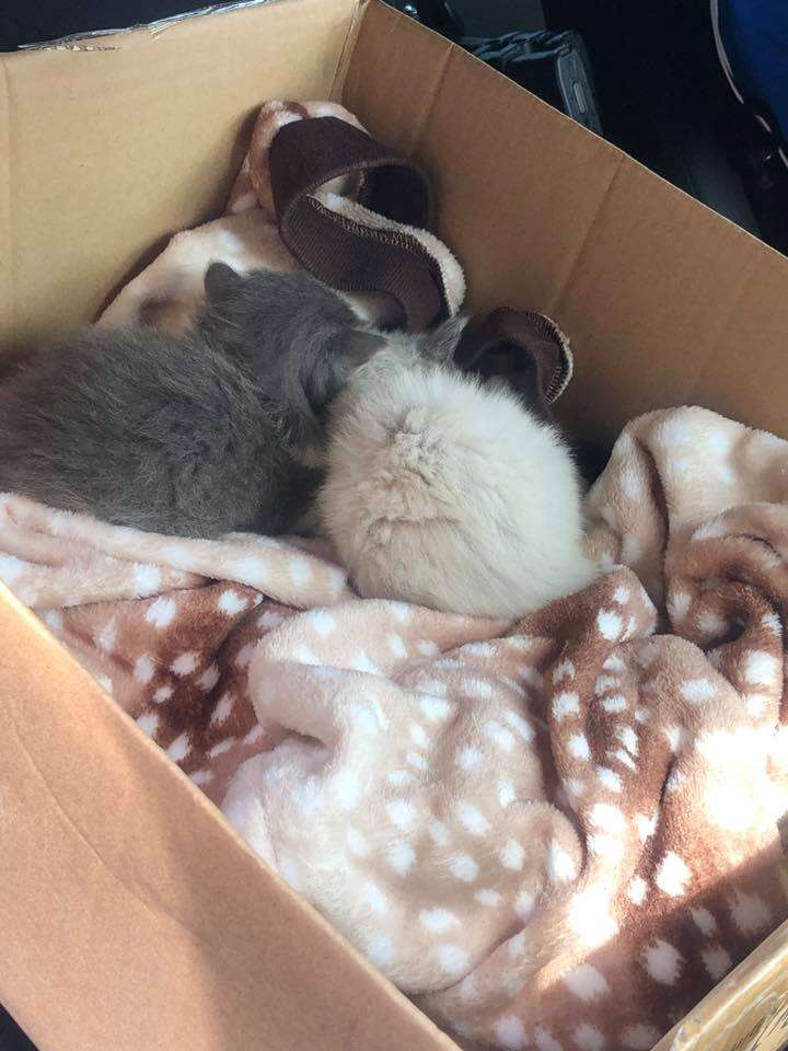 police officer cuddles kittens