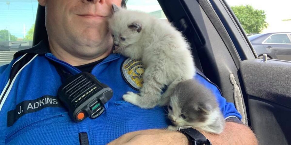 Despite allergy, Bradenton Police Officer rescues kitten