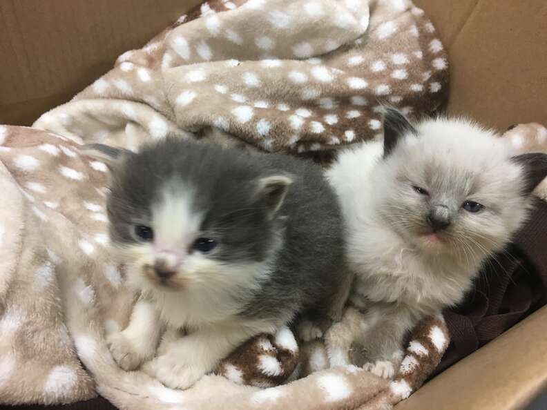 Police Officer Brings His Rescued Kitten To Work Every Day - The Dodo