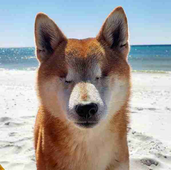 Man Hikes The Florida Trail With His Blind Dog And Its