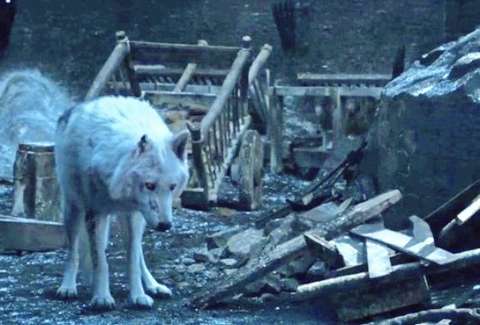 Game Of Thrones Season 8 Why Jon Snow Didn T Pet Ghost Thrillist