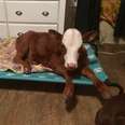 rescue calf sleeps on dog beds