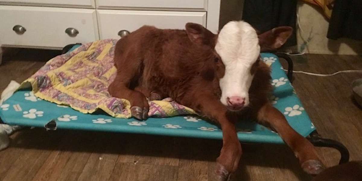 Rescued Baby Calf Loves To Sleep In Dog Beds - The Dodo