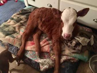 rescue baby calf loves dog beds