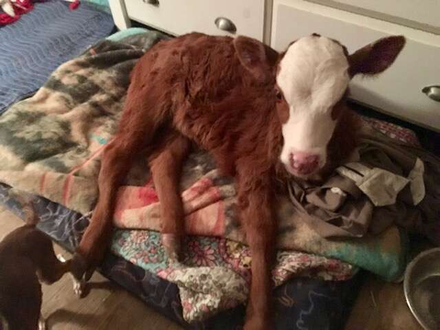 rescue baby calf loves dog beds