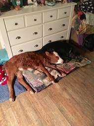 rescue baby cow loves dog beds