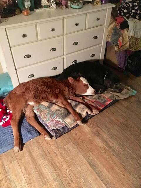 rescue baby cow loves dog beds