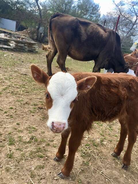 rescue baby calf loves dog beds