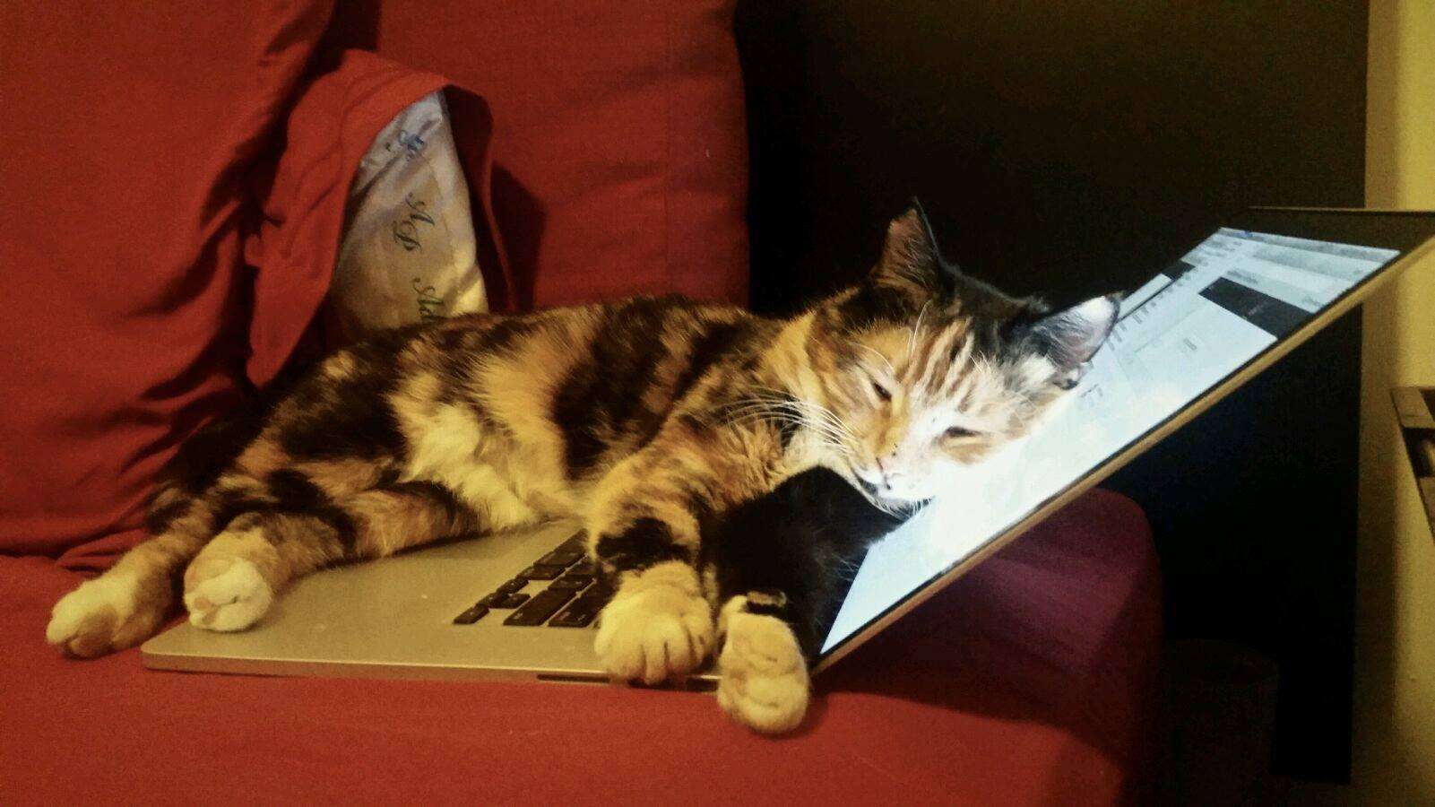 Rescue cat Mochi sleeping on open laptop