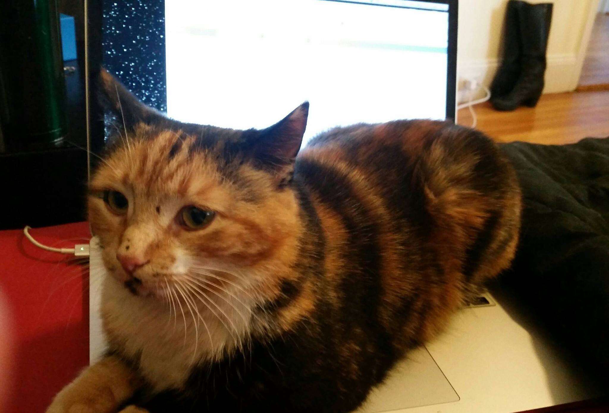 Rescue cat Mochi on a laptop