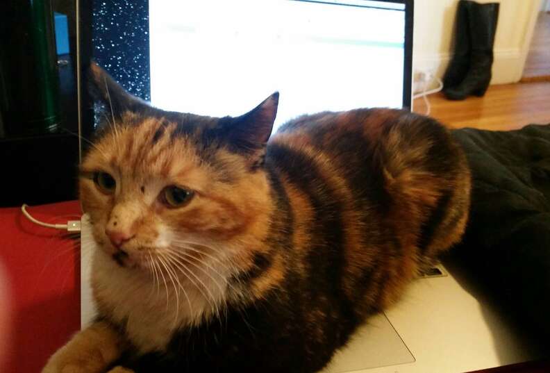 Rescue cat Mochi on a laptop