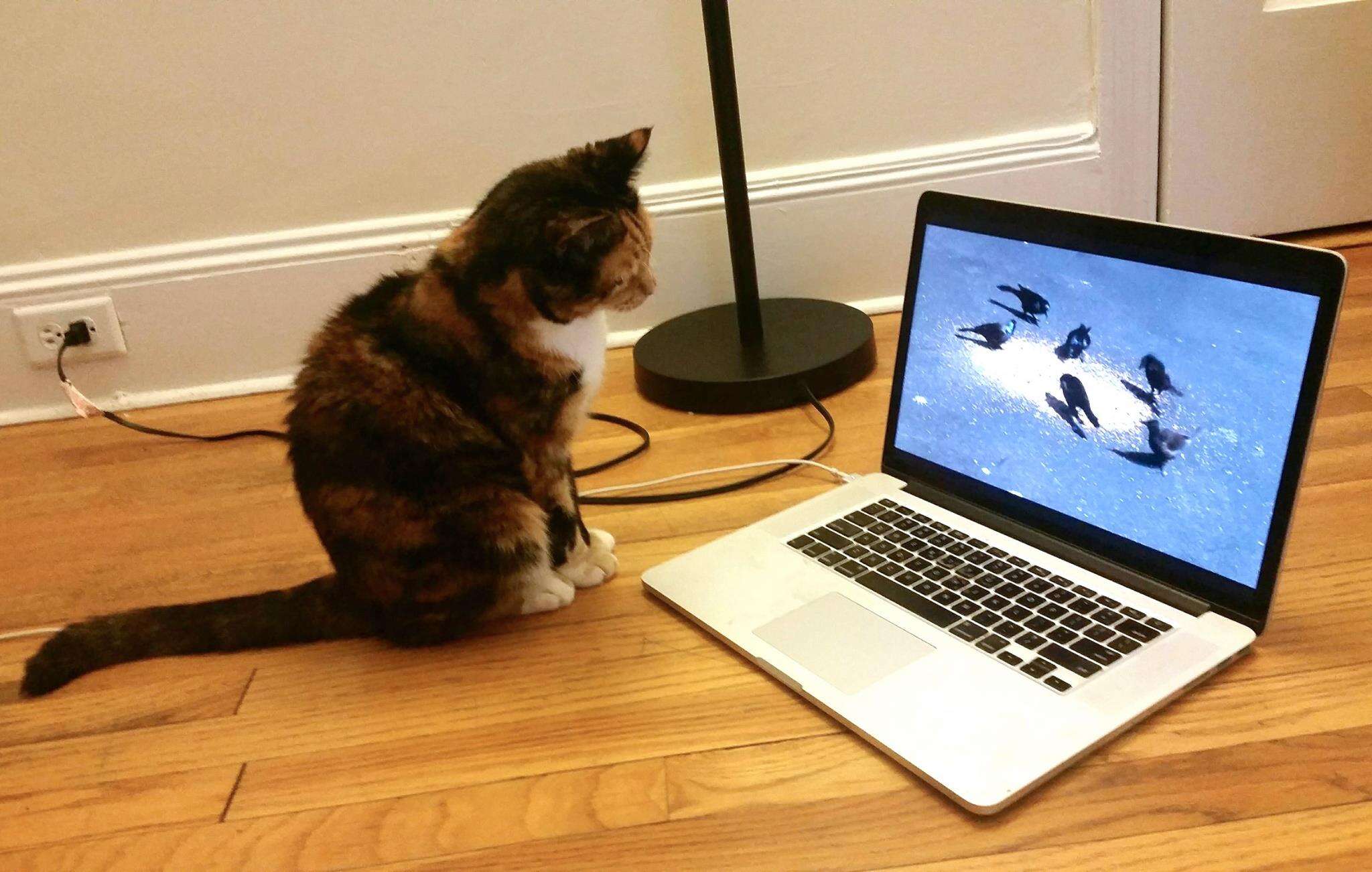 Rescue cat Mochi watching a laptop