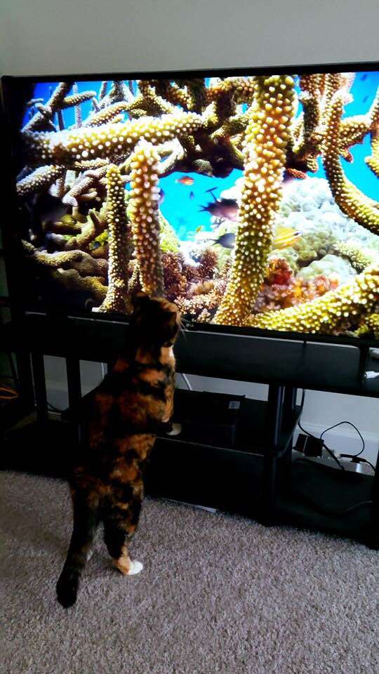 Rescue cat Mochi watching TV