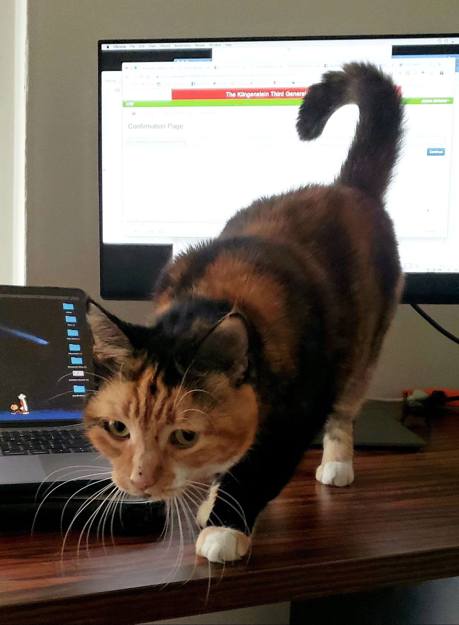 Rescue cat who loves her mom's laptop